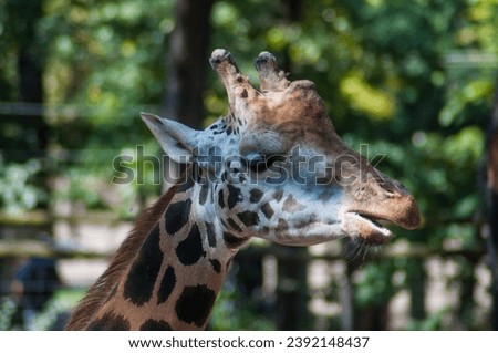Giraffe. Close-up of giraffe in zoo. Animal concept.