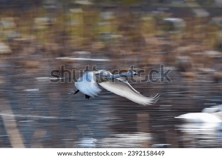 A whooper swan flying away from the pond. 