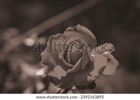 Black and white photo of a rose bud
