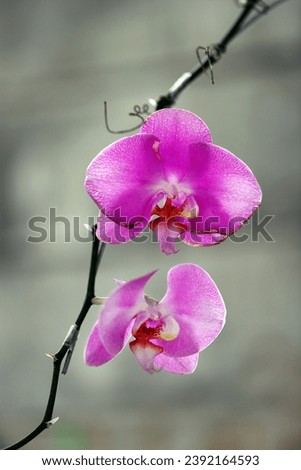 Close up image of wilting pink orchid flowers isolated on blurred gray background, image for mobile phone screen, display, wallpaper, screensaver, lock screen and home screen or background  