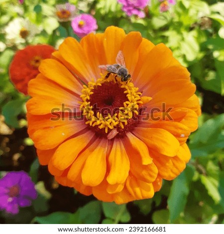 Western honey bee ( latin apis mellifera) collecting  nectar of orange  flower of common zinnia( latin Zinnia elegans) known as youth-and-age or elegant zinnia, annual flowering plant Asteraceae.  Royalty-Free Stock Photo #2392166681