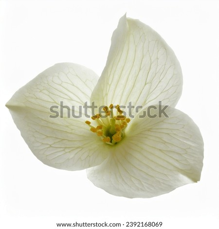 Orchid Jasmine Lily Petals over white background  Royalty-Free Stock Photo #2392168069