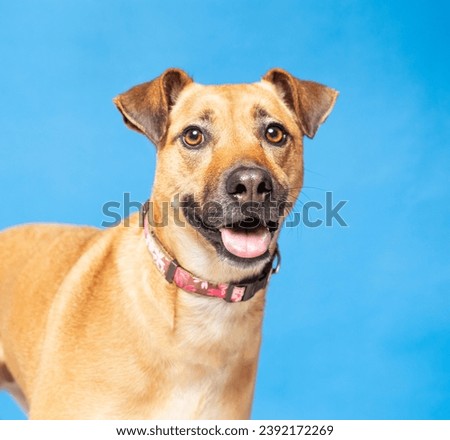 studio photo of a cute dog in front of an isolated background Royalty-Free Stock Photo #2392172269