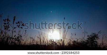 silhouette of wild flowers and the sun on top of a hill in blue