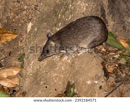 Long-nosed Bandicoot in Queensland Australia Royalty-Free Stock Photo #2392184571