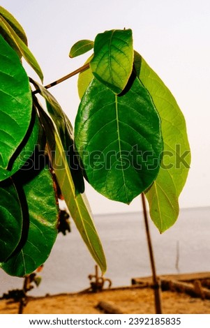 Close-up view of green leaves against sky background 