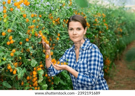Portrait of young woman farmer standing near growing yellow cherry tomatoes in greenhouse, satisfied with quality of product Royalty-Free Stock Photo #2392191689