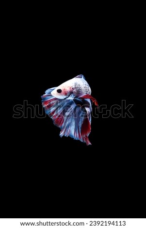 Betta fish, Siamese fighting fish, Grizzle Rosetail Betta, Betta splendens, blue red halfmoon betta isolated on black background