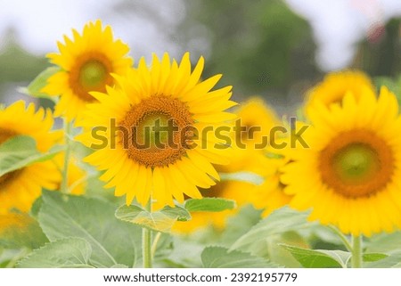 Seelctive focus Vibrant yellow sunflower with fresh petals in nature's beauty on blur background Royalty-Free Stock Photo #2392195779