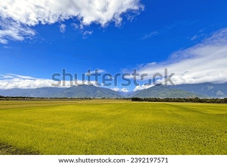 There are a lot of paddy fields in Chishang Township, Taitung County, Taiwan Royalty-Free Stock Photo #2392197571