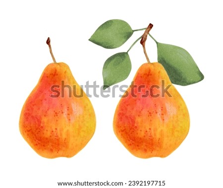 Yellow pears with and without leaves.Ripe fruits from the tree. Vegetarian products. Organic food. Clip art for packaging design, menu, agriculture. Hand drawn watercolor illustration, isolated.