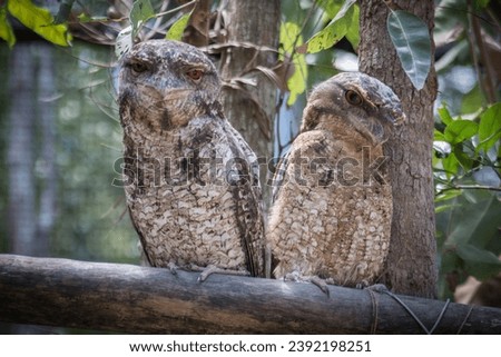 tawny frog mouth owls in a tree