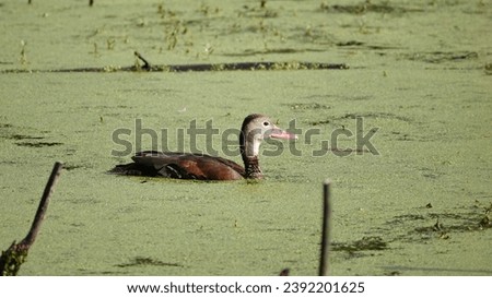                 Black-Bellied Whistling Duck at Starr Pond on Pinckney Island near Hilton Head Island.               