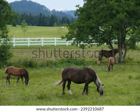 Horse paddock at Titisee golf course with view of Feldberg and diving tower in Hinterzarten . Black Forest. Bath. -Wuertt. FRG Royalty-Free Stock Photo #2392210687