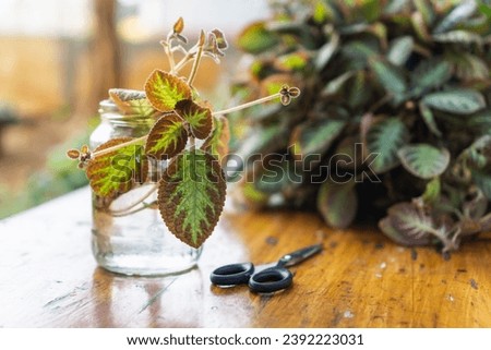 home gardening, water propagating begonia variety, partially submerge stem in a glass of water Royalty-Free Stock Photo #2392223031