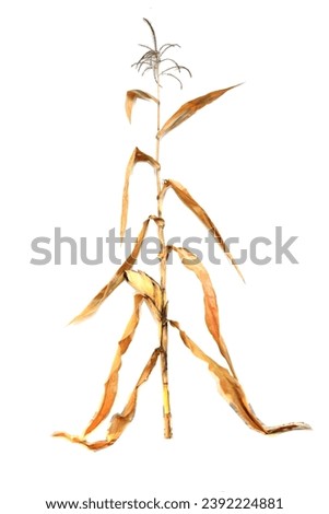 Picture of an old corn plant that bear fruit and are ready to propagate new trees, trees in winter White background, background image, free space, examples of economic plants.