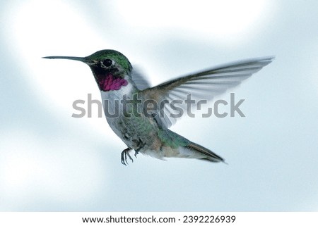 Photo of hummingbird in flight