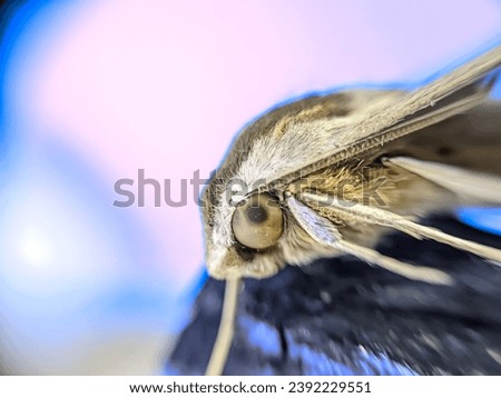 Macro of Catocala Electa Rare Butterfly Species Insect on a abstract background.