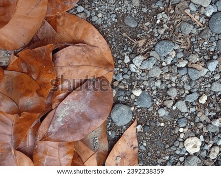 dry mahogany leaves that are slightly wet from the rain
