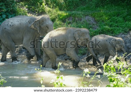 Visiting Elephants at the Karen Hill Tribe Elephant Sanctuary