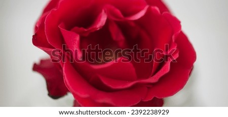 Beautiful blured macro flower red rose blur