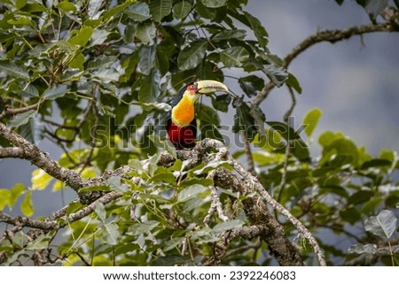 Close-up of a beautiful Red-breasted toucan, perched on a tree branch, background green leaves, Itat