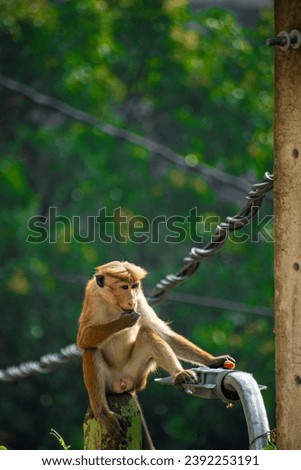 Picture of the toque macaque (Macaca sinica) is a reddish-brown coloured Old World monkey endemic to Sri Lanka