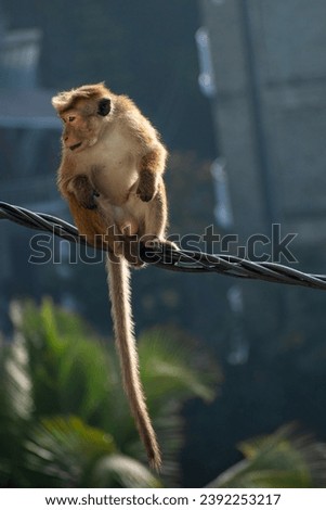 Picture of the toque macaque (Macaca sinica) is a reddish-brown coloured Old World monkey endemic to Sri Lanka