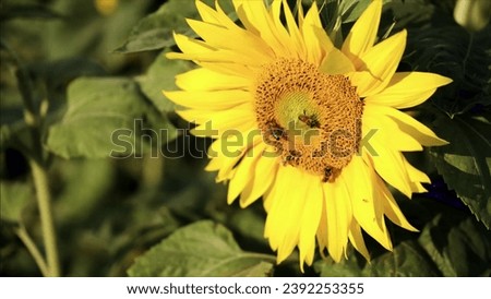 Yellow flower 4K images. Although we often see yellow flowers, not all of us can take a picture of the correct timing when it is yellow, so this perfect timing picture of yellow flowers is for your 