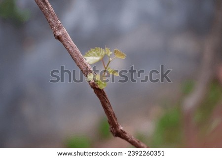A brown vine and a growing leaf, Grape leaf shoots, after pruning, appear reddish and brown in color, with an attractive grape leaf texture, look fresh, daun angggur setelah dipotong, nampak tunas 