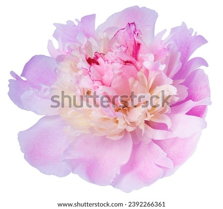 Purple  peony flower  on white isolated background with clipping path. Closeup. For design. Nature. 