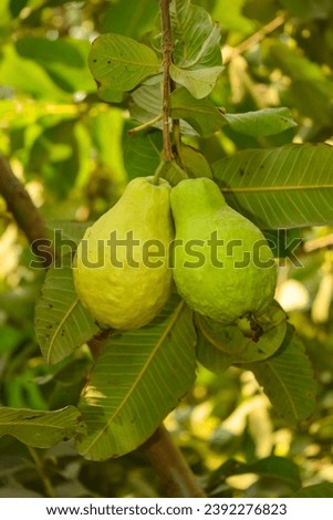 Capture of guavas hanging on the tree's branch. Hanging guava fruit. Close up of guavas . Healthy food concept. Guava. Ripe Tropical Fruit Guava on Guavas Tree. Guava fruit garden. Guavas tree. Royalty-Free Stock Photo #2392276823