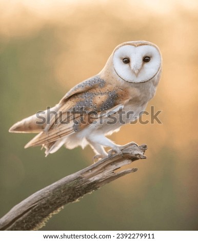 It is one of the most beautiful owl in the world. Royalty-Free Stock Photo #2392279911
