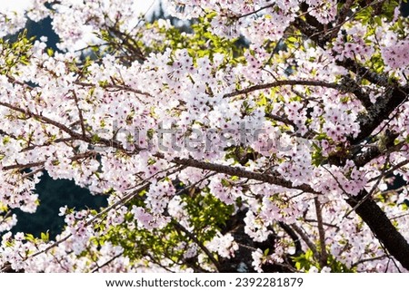 Beautiful cherry blossoms are blooming in the Alishan Forest Recreation Area in Chiayi, Taiwan.