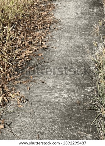 asphalt road with grass and leaves in the forest