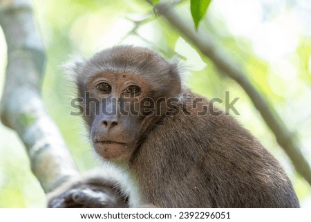 monkey in the forest of thailand,macaca fascicularis
