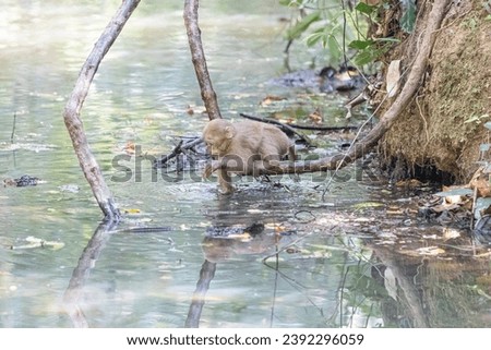 monkey in the river at Khao Yai national park, Thailand
