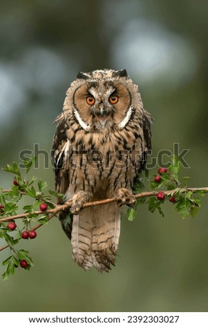Beautiful The long-eared owls (Asio otus) sitting in a tree. Gelderland in the Netherlands.                      