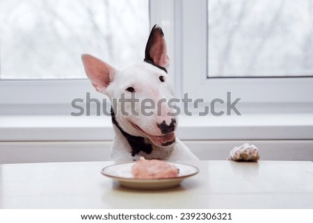 A white bull terrier dog looks and eats food for breakfast, lunch and dinner. An animal in a bright kitchen put its paws on the table. Content of pet products, articles, website. Animal care.