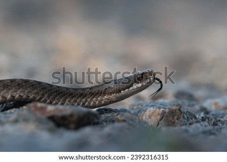common european adder close up Royalty-Free Stock Photo #2392316315