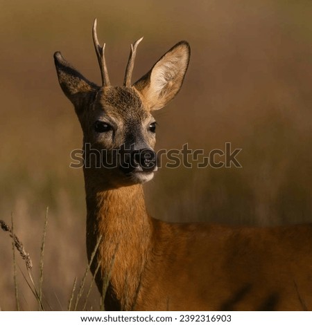 Roe deer are known for their distinctive heart-shaped white rump patches and are widespread in Europe, Asia, and even parts of Africa. 