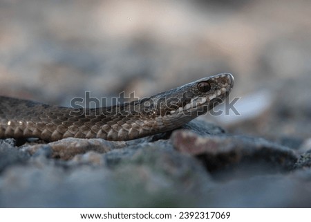 close up of a common european adder Royalty-Free Stock Photo #2392317069