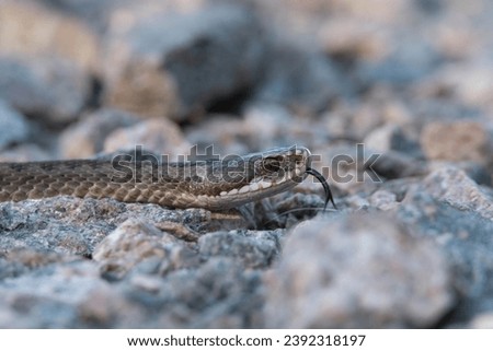 common european adder close up Royalty-Free Stock Photo #2392318197