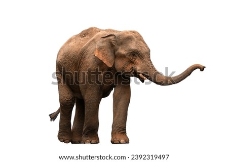 Male Asian elephant isolated on white background