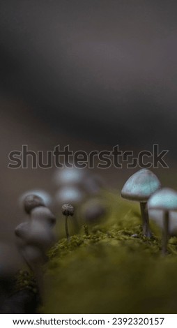 Small mushrooms on the mossy tree stump