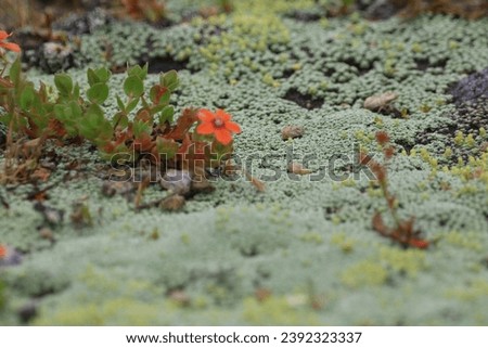 Tiny weeds and wildflowers blooming on the lichens