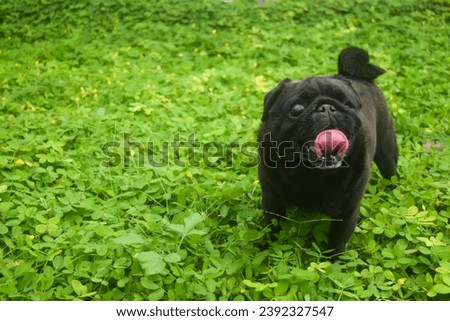 close up black pug it is my dog and it is blind dog but he is so happiness dog and lovely pet