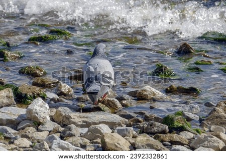 Pigeon wandering on the beach on a sunny day