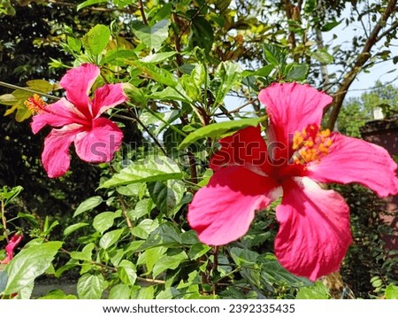  China rose . rose mallow. red flower in bangladesh