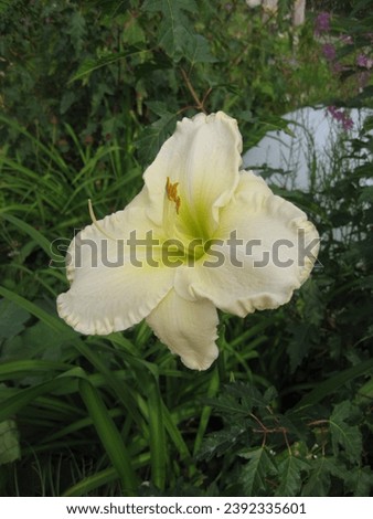 macro photo with a decorative floral background of a white flower of a herbaceous lily plant for garden design as a source for prints, posters, decor, interiors, decoration, advertising, wallpaper,